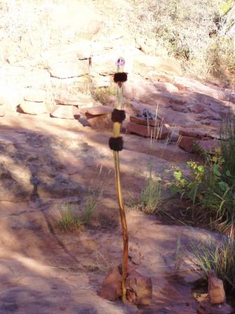 I made this red diamond willow walking staff for a couple (the bride) who were married in Sedona, Arizona. Many blessings to them both.